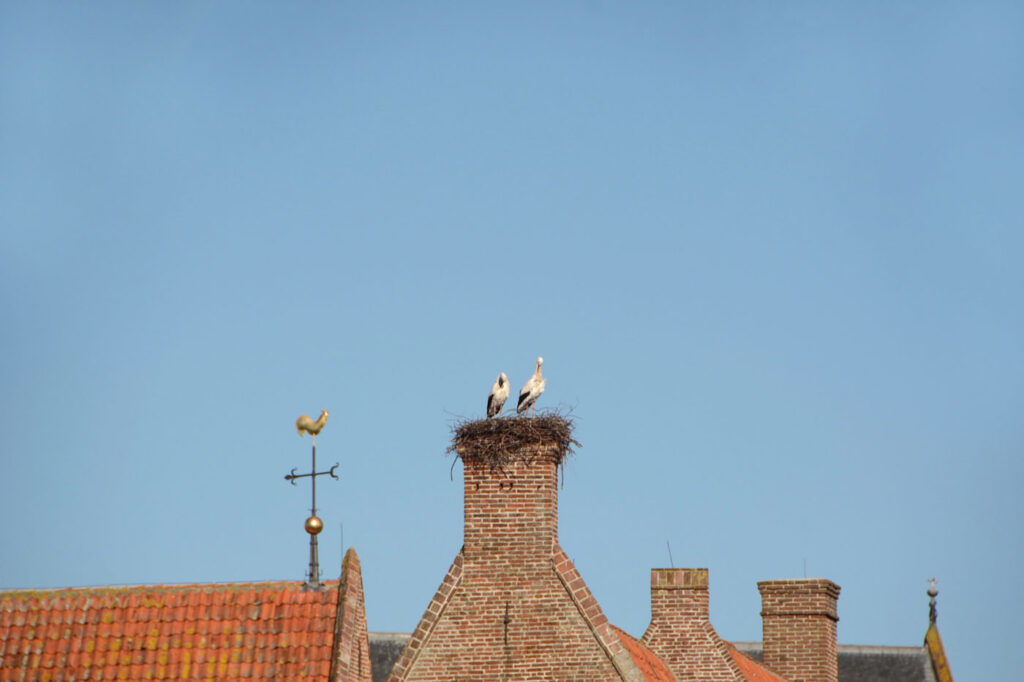 Preventing Animals from Entering Your Chimney